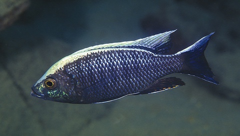 Copadichromis ilesi 'Gome'